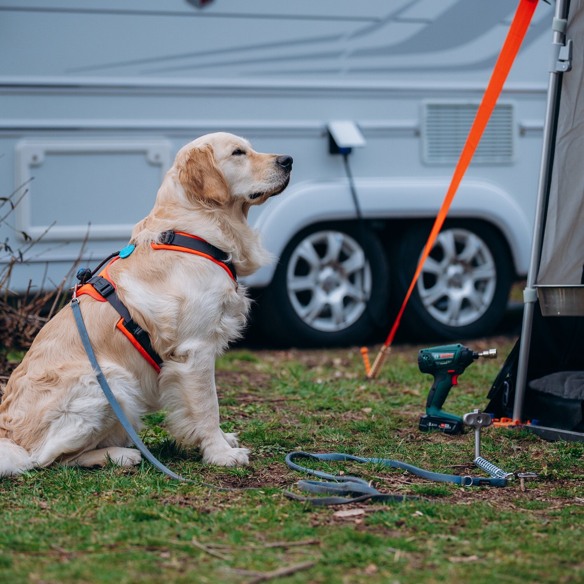 Golden Retriever sitzt im Gras, trägt orangenes Hundegeschirr; eine orange Leine ist am Bodenanker befestigt, daneben liegt eine Bohrmaschine