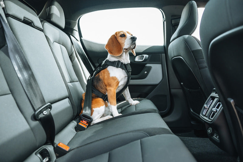Thule Cappy Hundegeschirr fürs Auto – Schwarz, Größe S