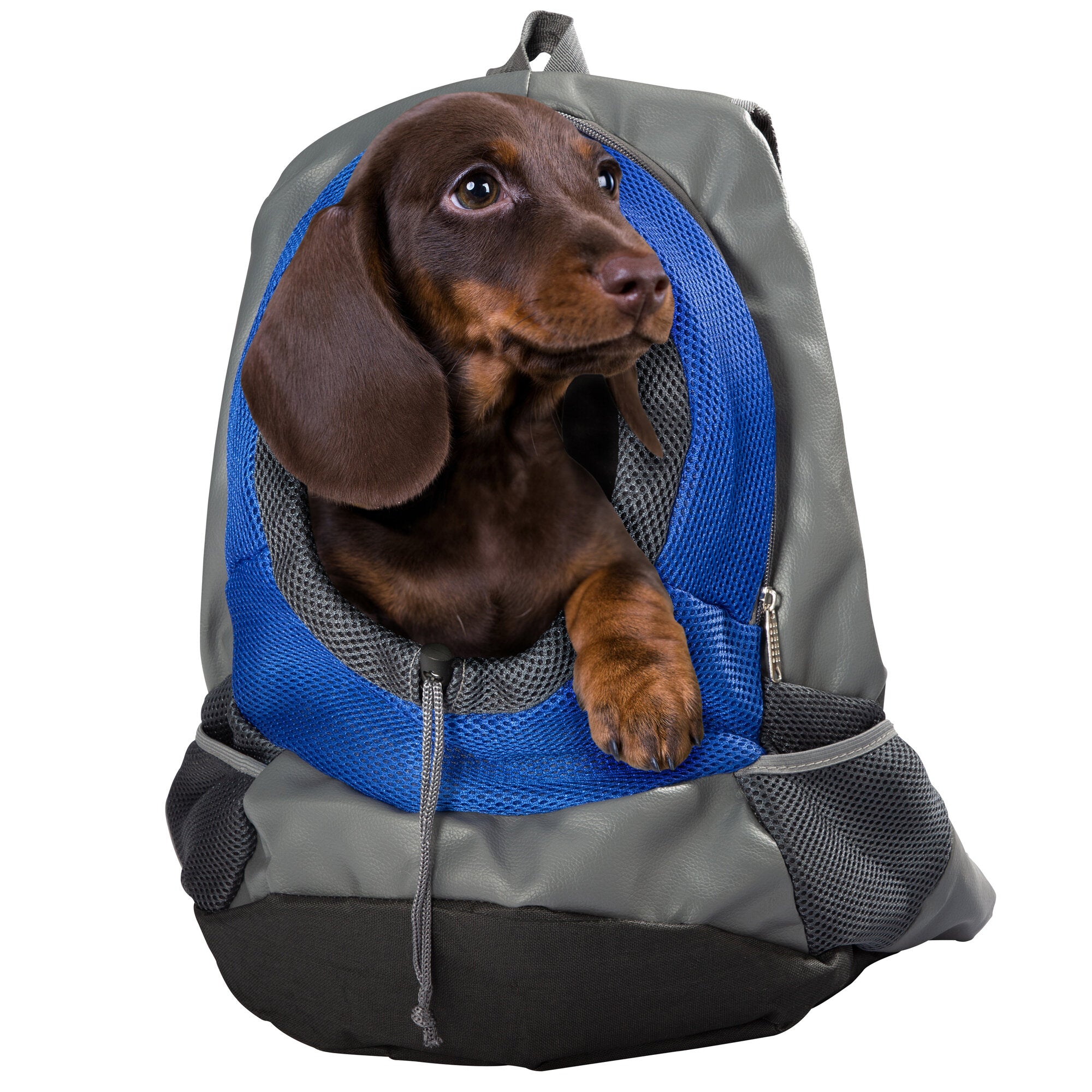 Brauner Hund schaut aus dem blauen Mesh-Frontteil eines grauen Rucksacks für Hunde, Griff oben, Reißverschluss seitlich, weißer Hintergrund