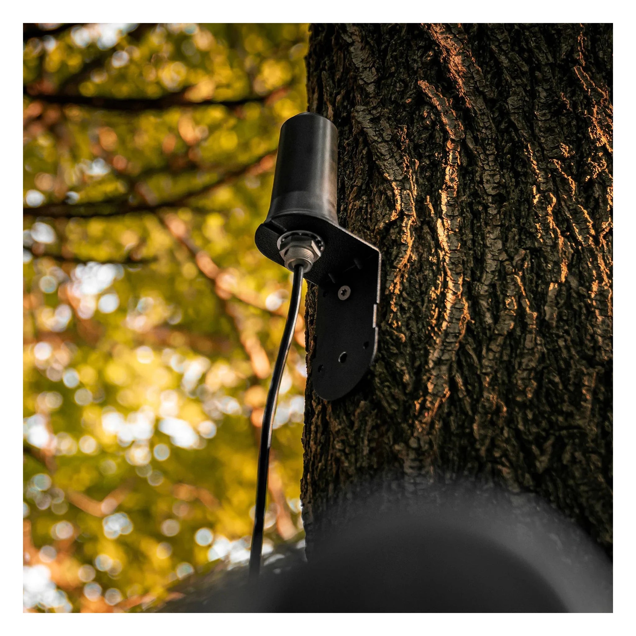 SPYPOINT CA-01 Mobilfunkantenne am Baum montiert